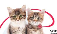 Campagne de stérilisation des chats errants