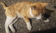 Chat trouvé
