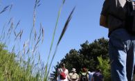 Les moutons sur le plateau du Witten