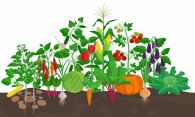 Concours du plus beau potager